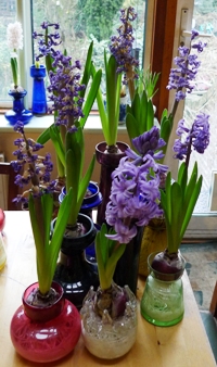 Atlantic hyacinths
