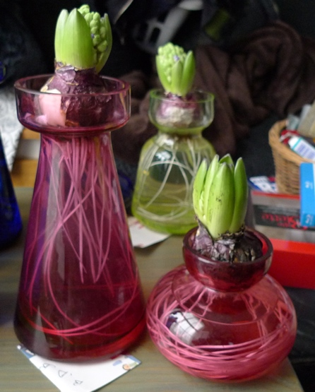 hyacinth bulbs in hyacinth vases
