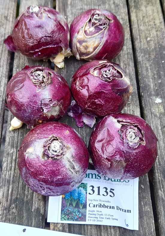 Caribbean Dream hyacinth bulbs