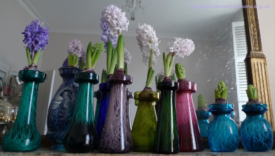 City of Bradford forced hyacinths