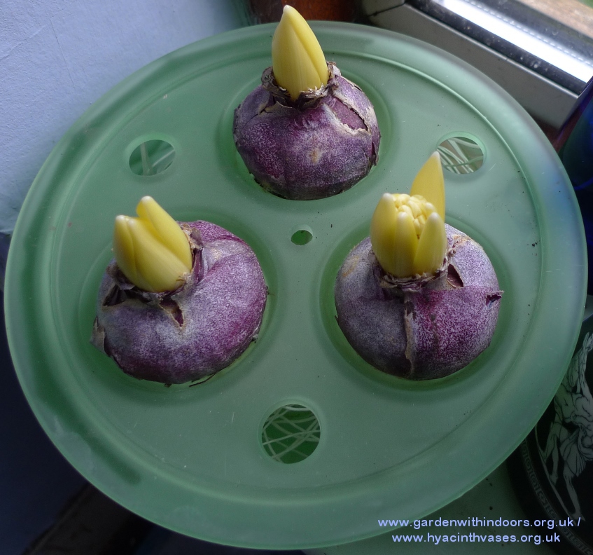 Davidson hyacinth bulb bowl with forced bulbs for Christmas blooming
