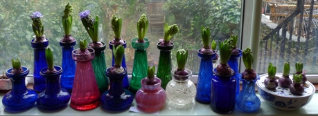 Delft Blue hyacinths