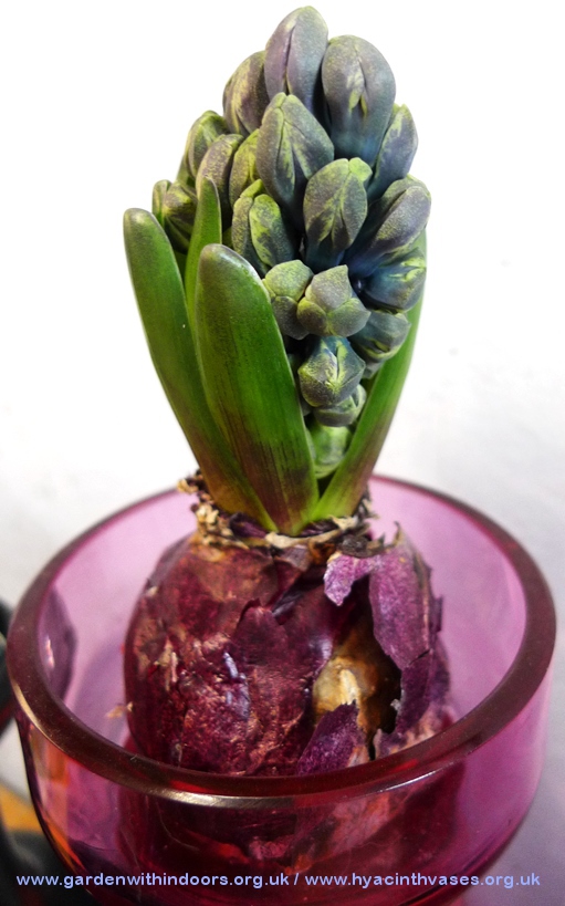 forced hyacinth buds