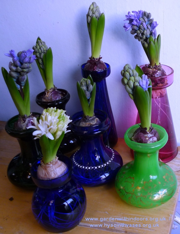 forced hyacinths in bud in hyacinth vases