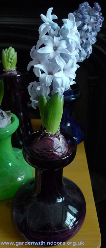 forced Delft Blue hyacinth