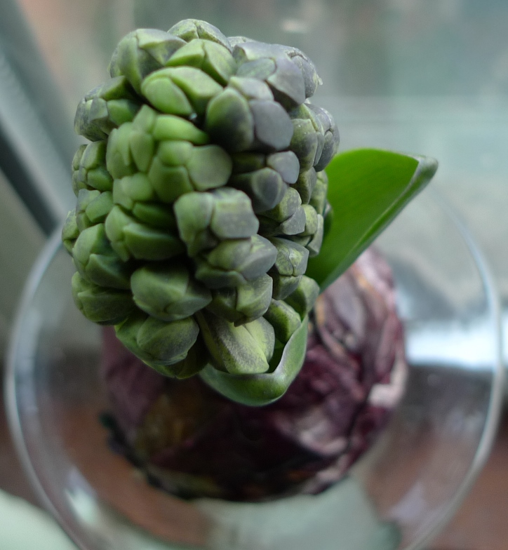 Delft Blue hyacinth buds