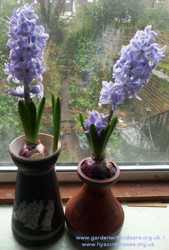 forced hyacinths in bloom in hyacinth vases