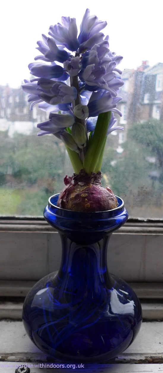 forced Fresco hyacinth