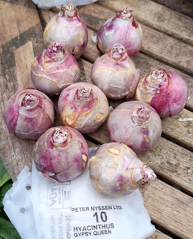 Gypsy Queen hyacinth bulbs