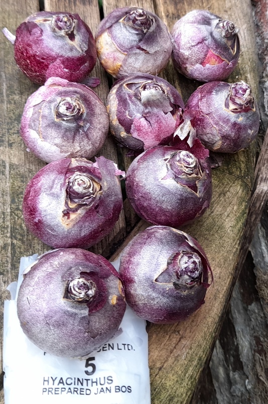 Jan Bos hyacinth bulbs
