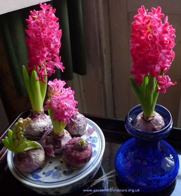 Jan Bos hyacinths