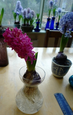Jan Bos hyacinth