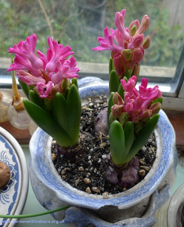 Jan Bos hyacinths in repurposed tureen