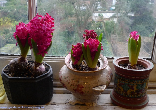 Jan Bos forced hyacinths in bloom