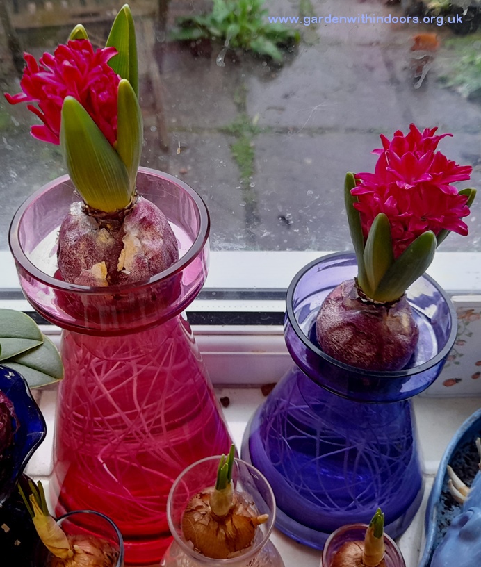 jan bos forced hyacinths vase Christmas