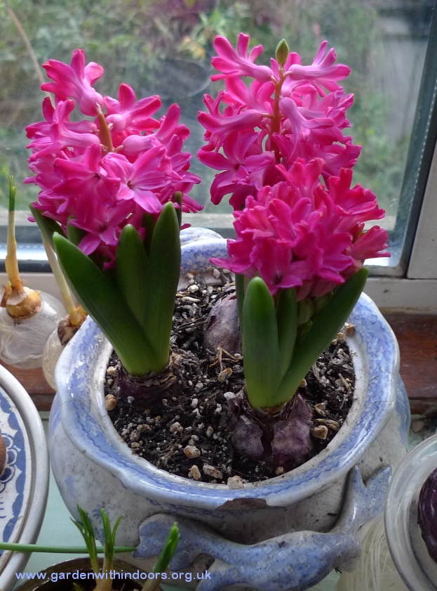 Jan Bos hyacinths
