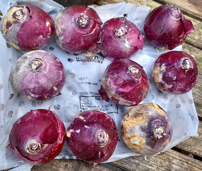 Miss Saigon hyacinth bulbs