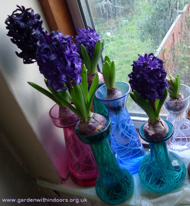pacific ocean forced hyacinths