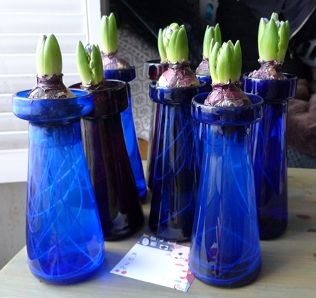 delft blue hyacinths in hyacinth vases