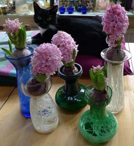 Pink Pearl hyacinths 
