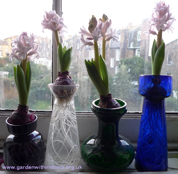 Pink Elephant hyacinths 