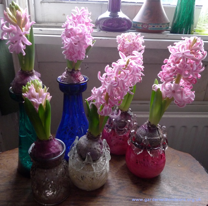 forced Pink Pearl hyacinths