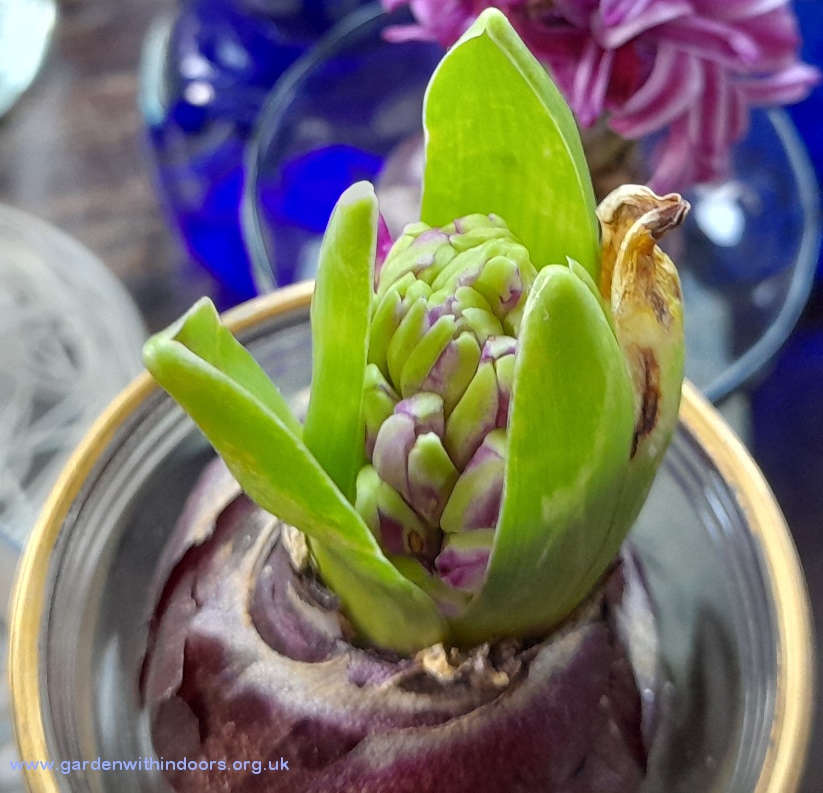 Purple Sensation hyacinth buds