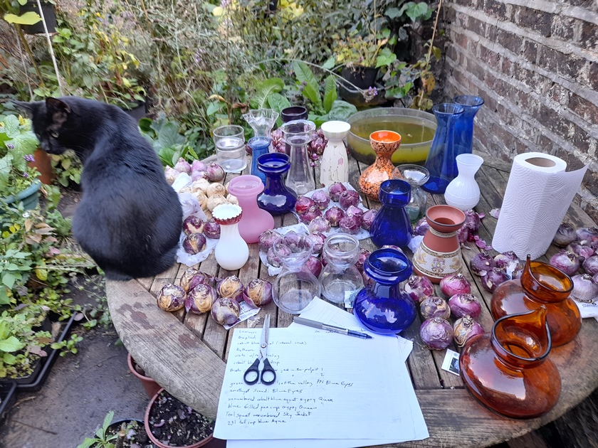 hyacinth bulbs for forcing