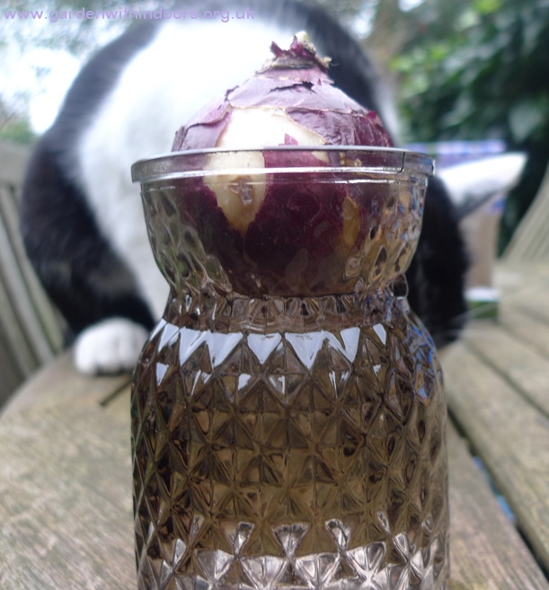 sainsburys hyacinth vase
