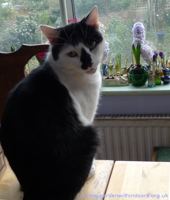 cat with hyacinths
