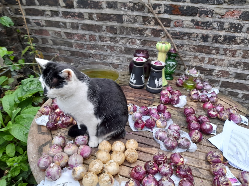 hyacinth bulbs for forcing