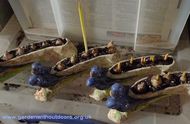 Shorter troughs with small bulbs growing