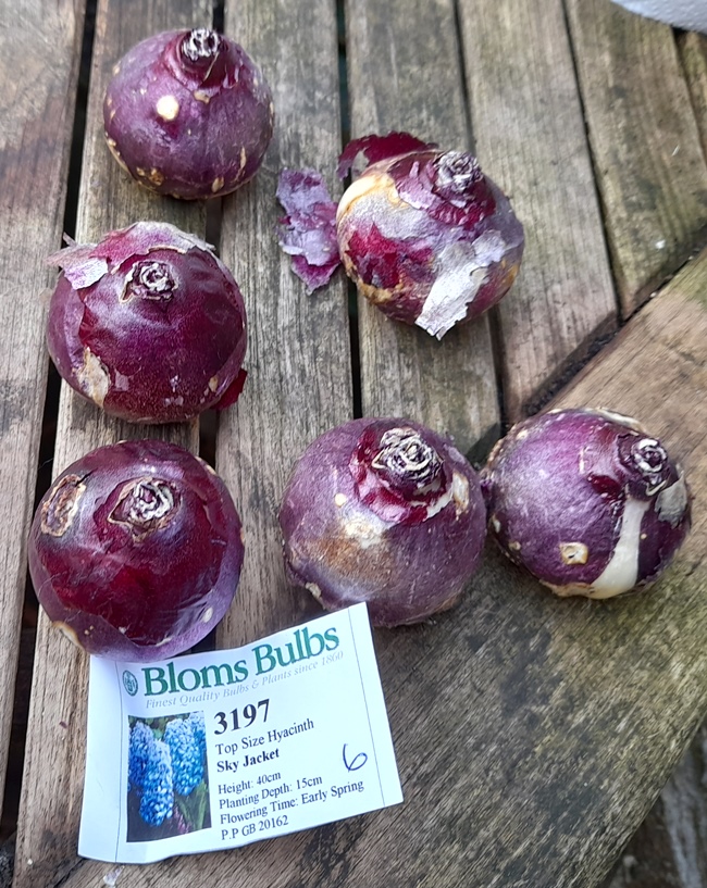 Sky Jacket hyacinth bulbs