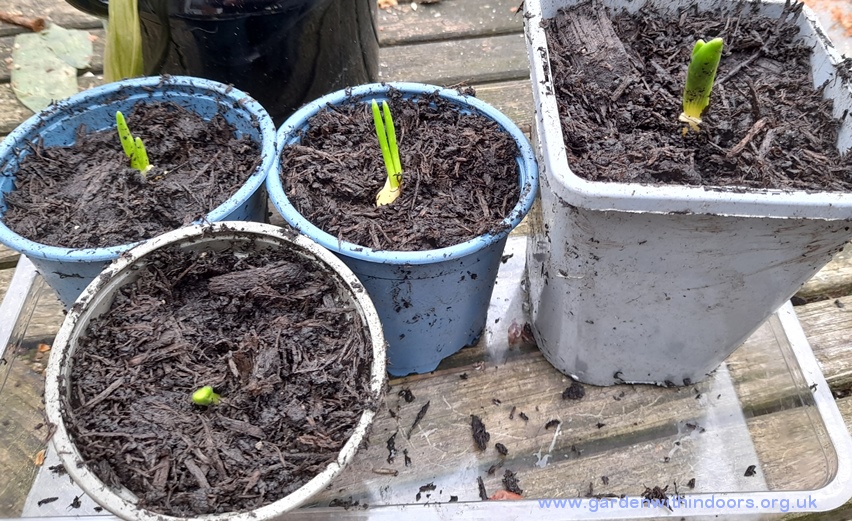 snow crystal bulblets planted