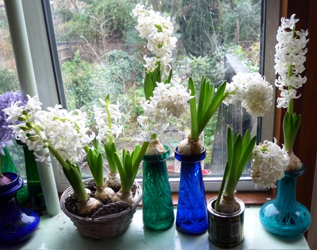 LInnocence hyacinths