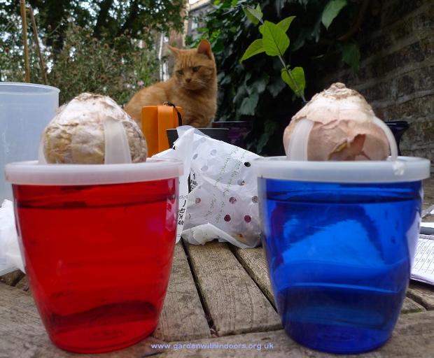 plastic hyacinth bulbs for forcing