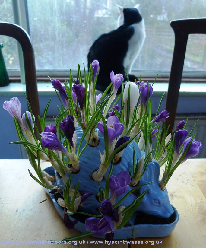 wedgwood hedgehog crocus