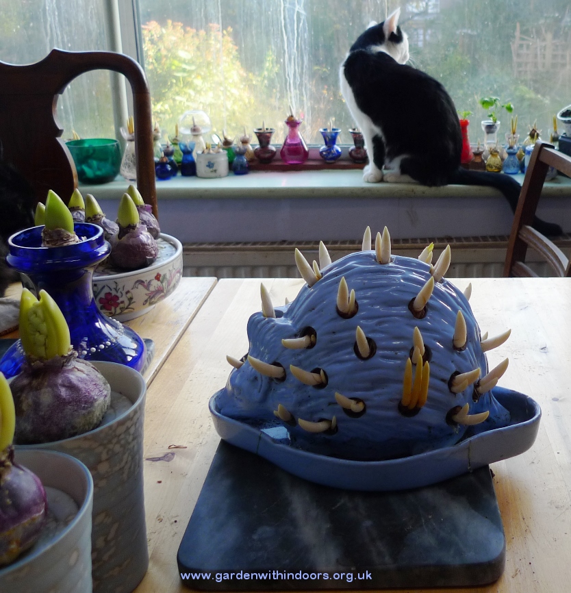 Wedgwood hedgehog with crocus bulbs
