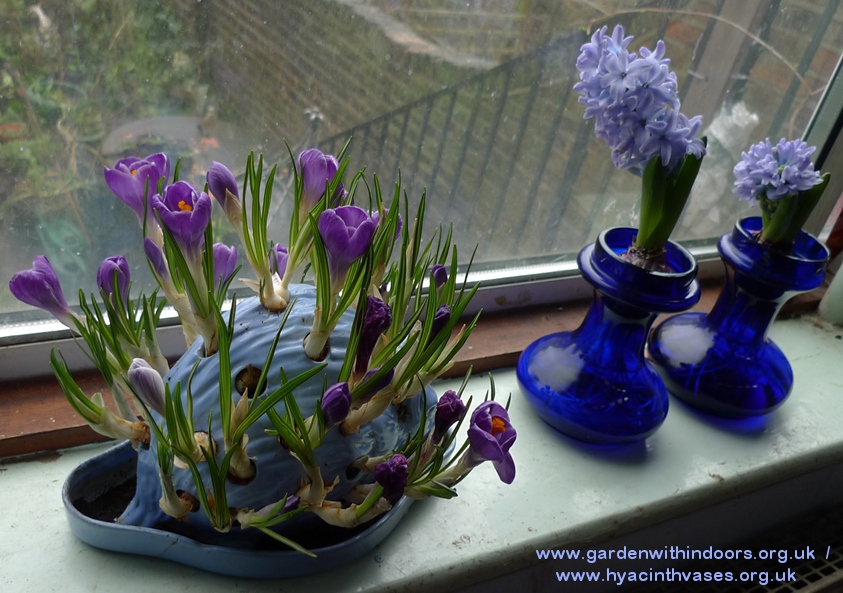 wedgwood hedgehog crocus