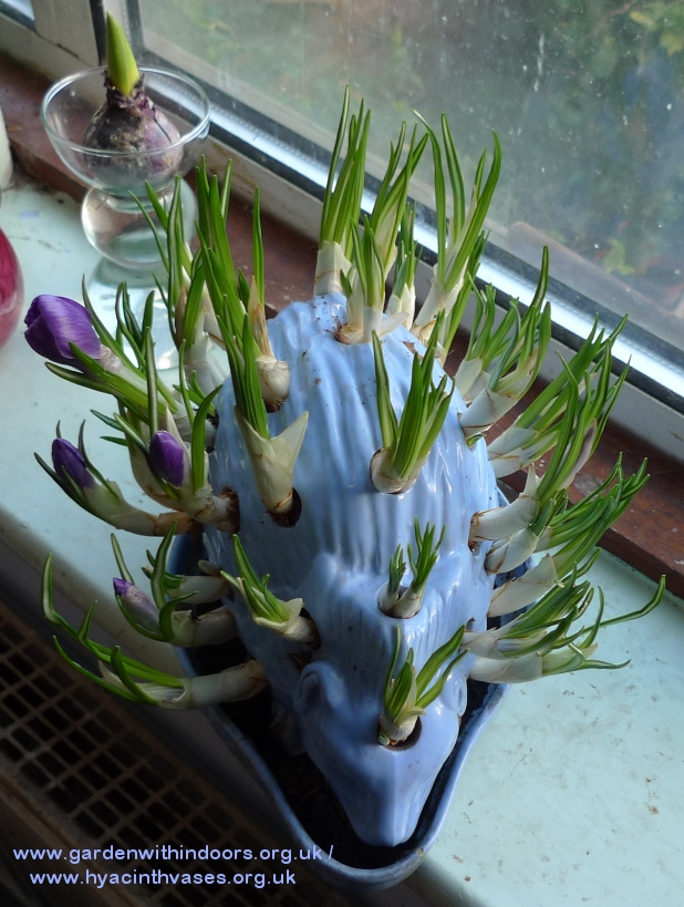 wedgwood hedgehog with crocus
