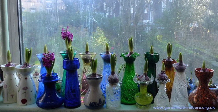 Woodstock hyacinths