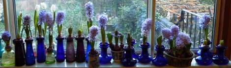 all Delft Blue hyacinths beginning of January
