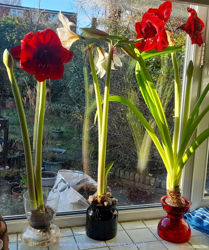 amaryllis