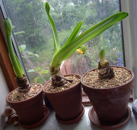 amaryllis