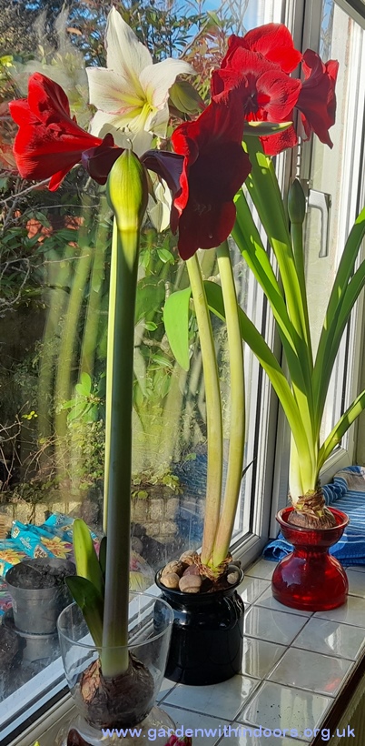 amaryllis