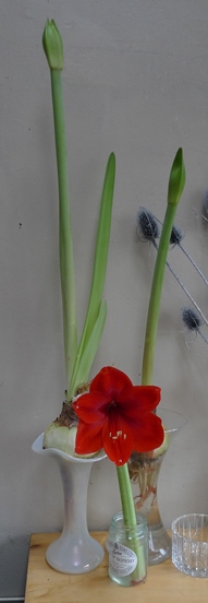 amaryllis in vases