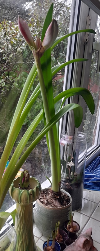 amaryllis