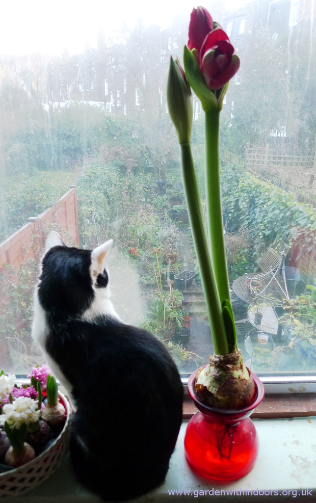 amaryllis in amaryllis vase