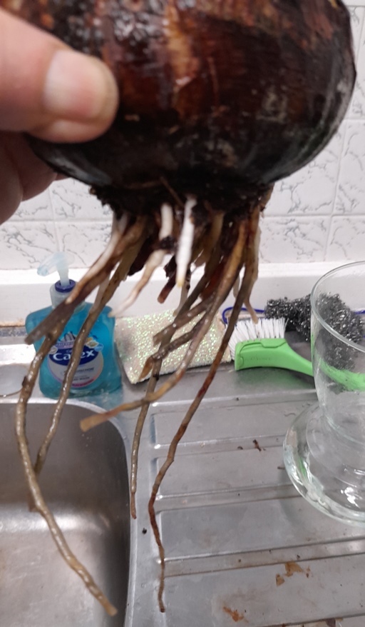 amaryllis roots