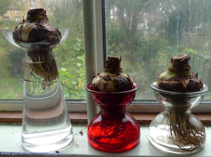 amaryllis vases